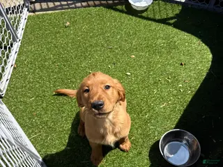 Golden Retriever dogs Golden Retriever Puppy 2 - Ad 12