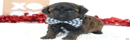Toy Poodle dogs for sale: Cocoa - Ad 6