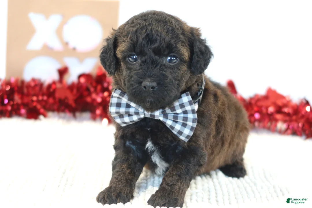 Toy Poodle dogs for sale: Cocoa - Ad 6
