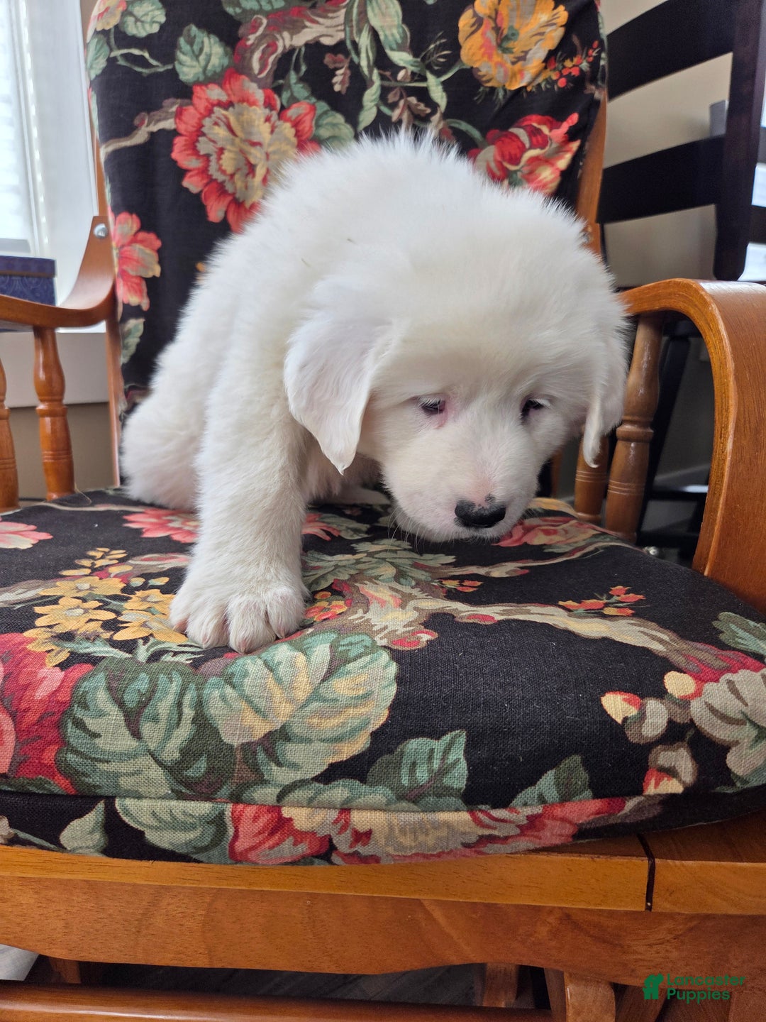 Great Pyrenees dogs for sale: Casper - Ad 4
