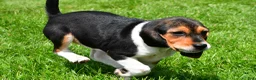 Beagle dogs for sale: Goldie - Ad 7