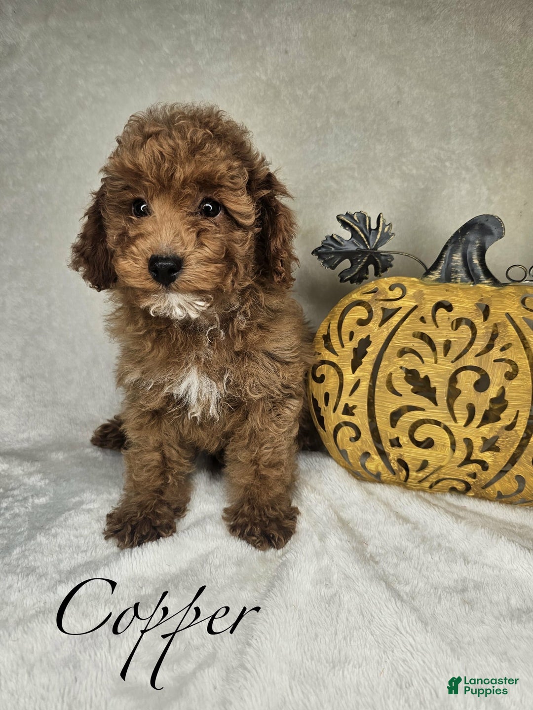 Miniature Poodle dogs for sale: Copper - Ad 3