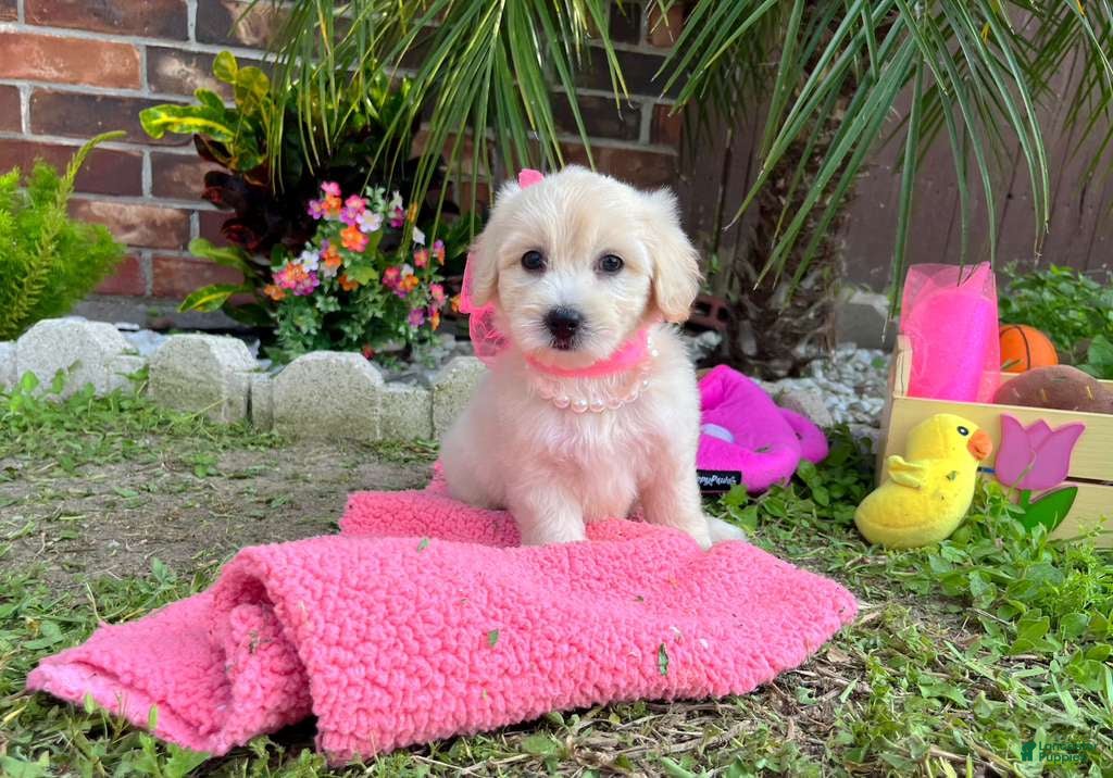 Maltipoo dogs Coco Channel - Ad 2