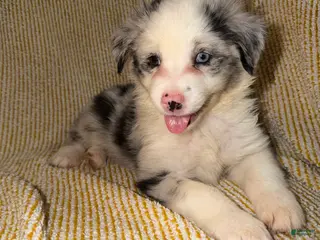 Miniature Australian Shepherd dogs Miniature Australian Shepherd Puppy 6 - Ad 7