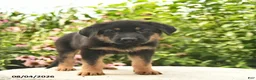 German Shepherd dogs for sale: Lady  - Ad 3