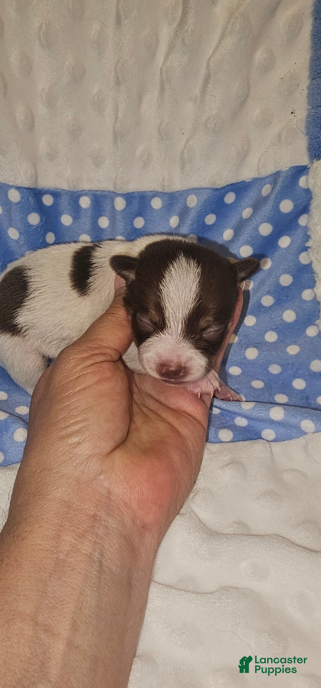 Chihuahua dogs for sale: Chihuahua Puppy 1 - Ad 2