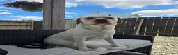 Labrador Retriever dogs for sale: Labrador Retriever 1 - Ad 9
