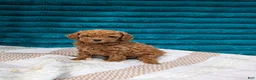 Toy Poodle dogs for sale: Vinny - Ad 4