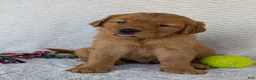 Golden Retriever dogs for sale: Porter  - Ad 16