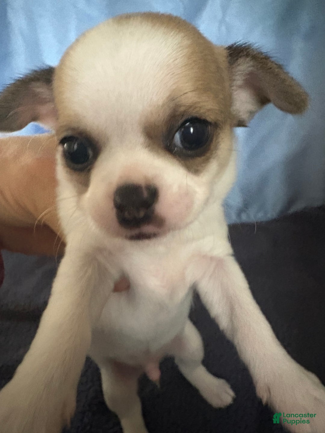 Chihuahua dogs for sale: Chihuahua Puppy 2 - Ad 1