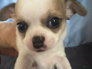 Chihuahua dogs Chihuahua Puppy 2 - Ad 17