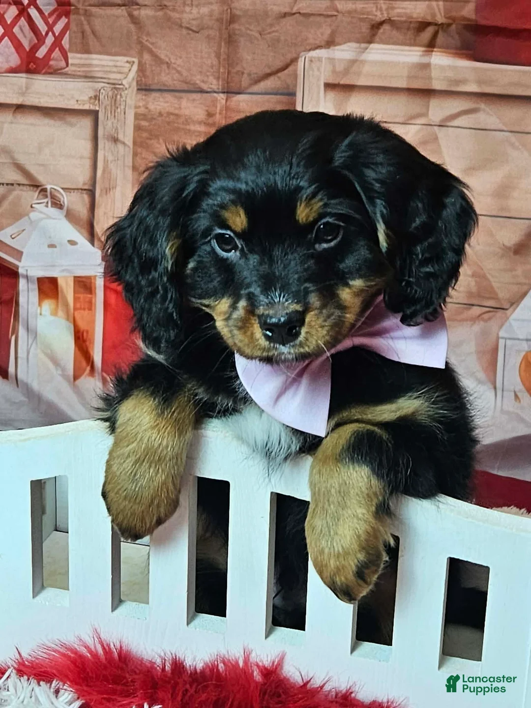 Miniature Bernese Mountain Dog dogs for sale: Scent trained boy Miniature Bernese Mountain Dog Puppy 1 - Ad 6