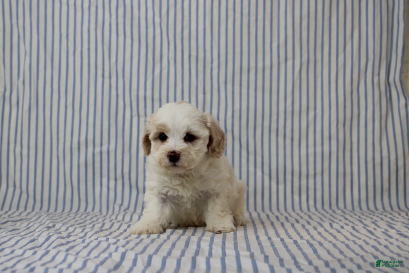 Maltipoo dogs Jana - Ad 2