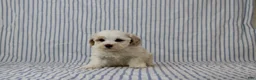 Maltipoo dogs for sale: Jana - Ad 2