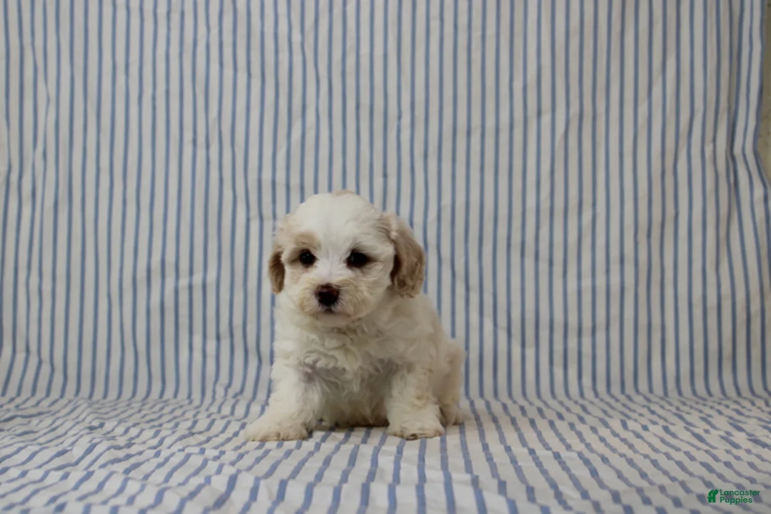 Maltipoo dogs for sale: Jana - Ad 2
