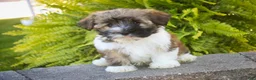 Havanese dogs for sale: Rookie Havanese  - Ad 6