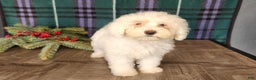 Mini Bernedoodle dogs for sale: Flake - Ad 15