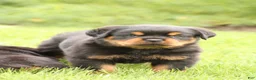 Rottweiler dogs for sale: Tate  - Ad 4