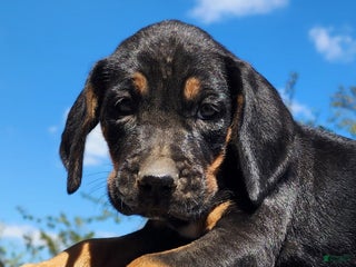 Mixed Breed dogs Fall 2025 Bloodahoula Male 3 - Ad 13