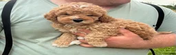 Mini Goldendoodle dogs for sale: Mini Goldendoodle 1 Conner - Ad 3