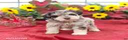 Miniature Schnauzer dogs for sale: Griffin - Ad 3