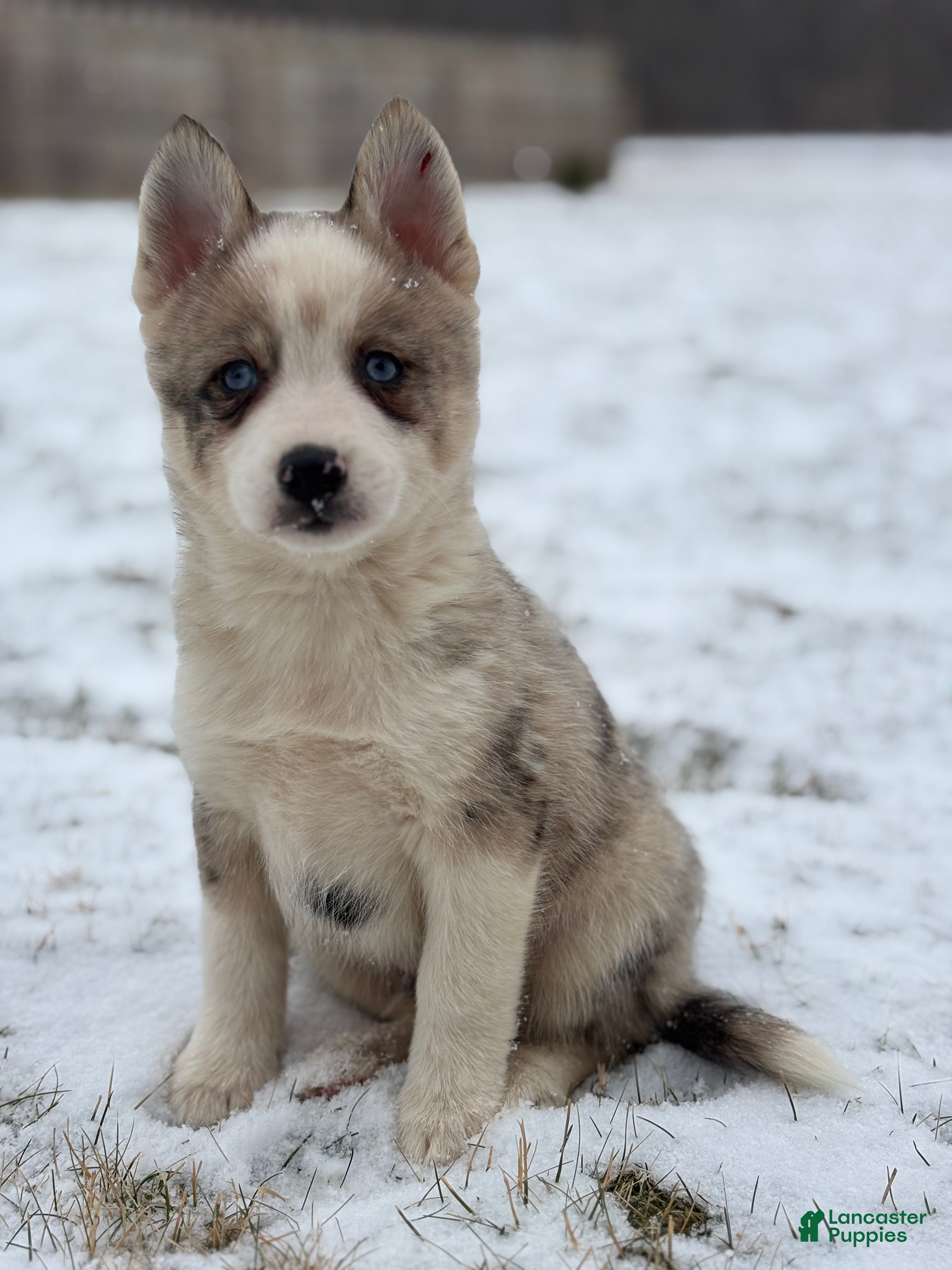 Pomsky dogs Gavin - Ad 4