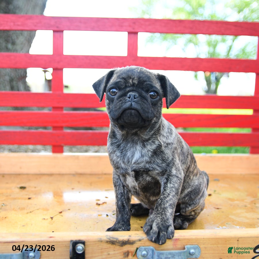 Pug dogs Scout - Ad 1