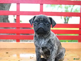 Pug dogs for sale: Scout - Ad 1