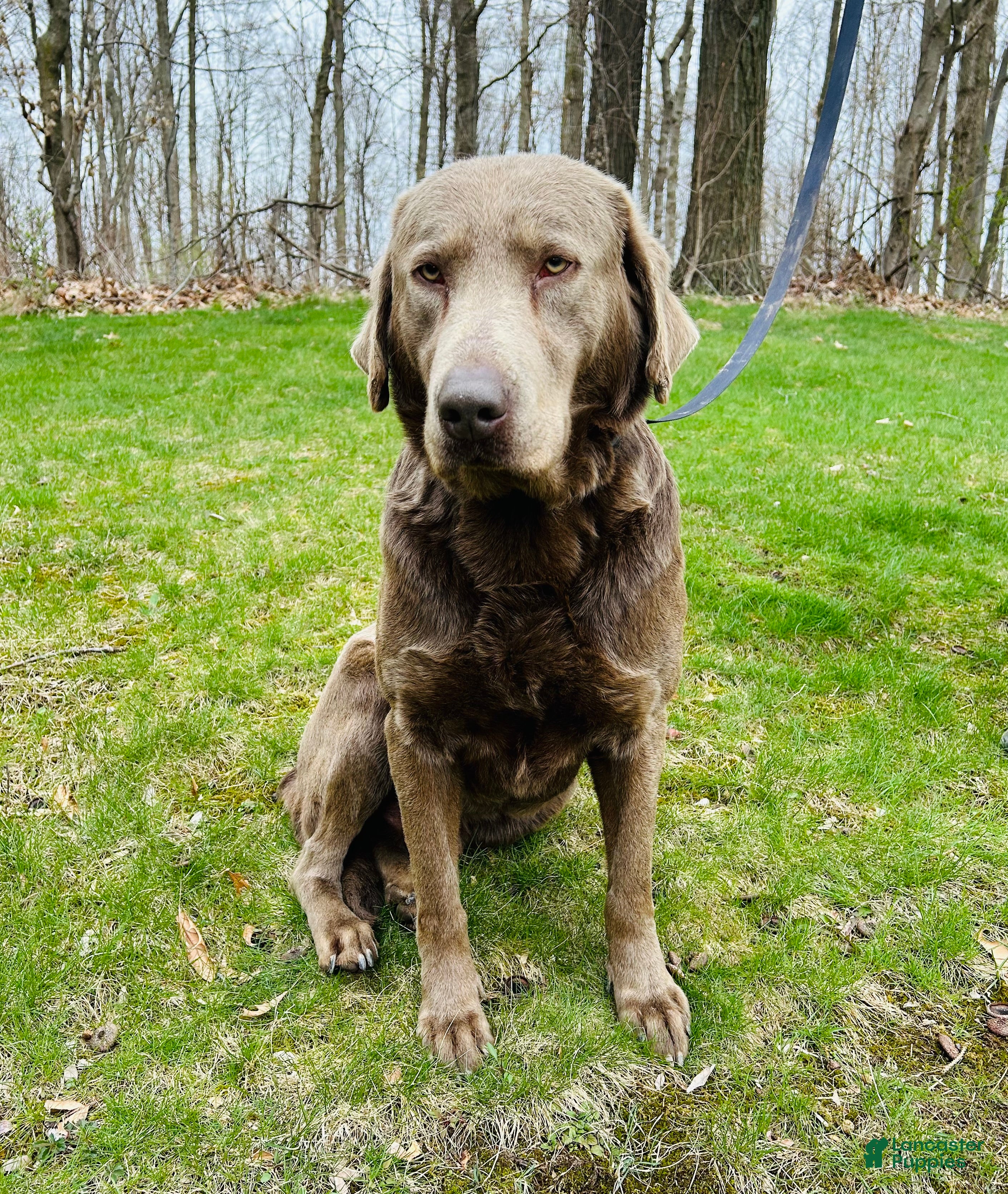 Maple View Rambo