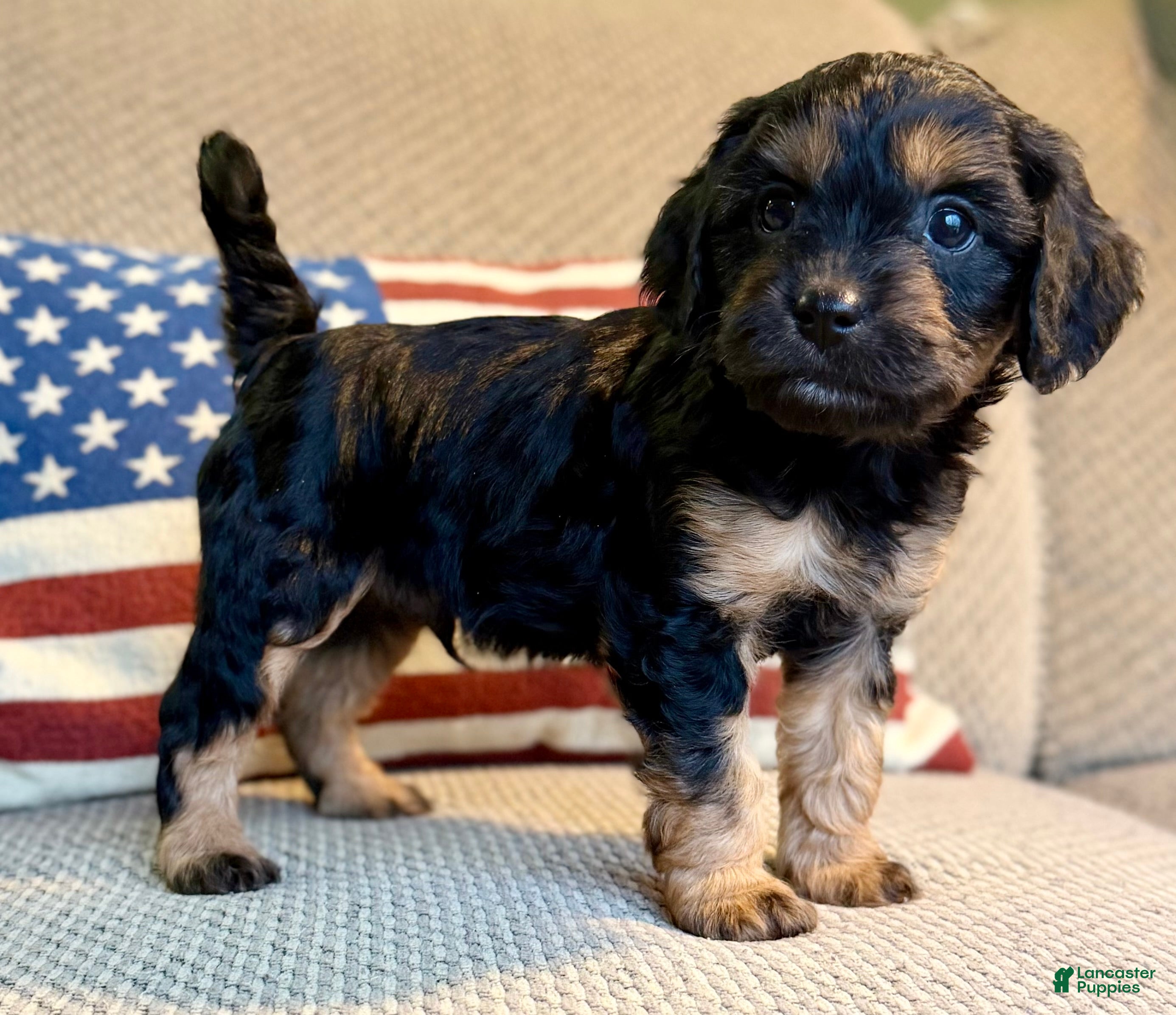 Cavapoo dogs Crimson - Ad 11