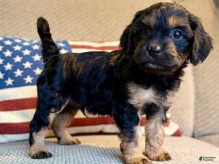 Cavapoo dogs Crimson - Ad 11