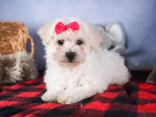 Bichon Frise dogs for sale: Dorria - Ad 4