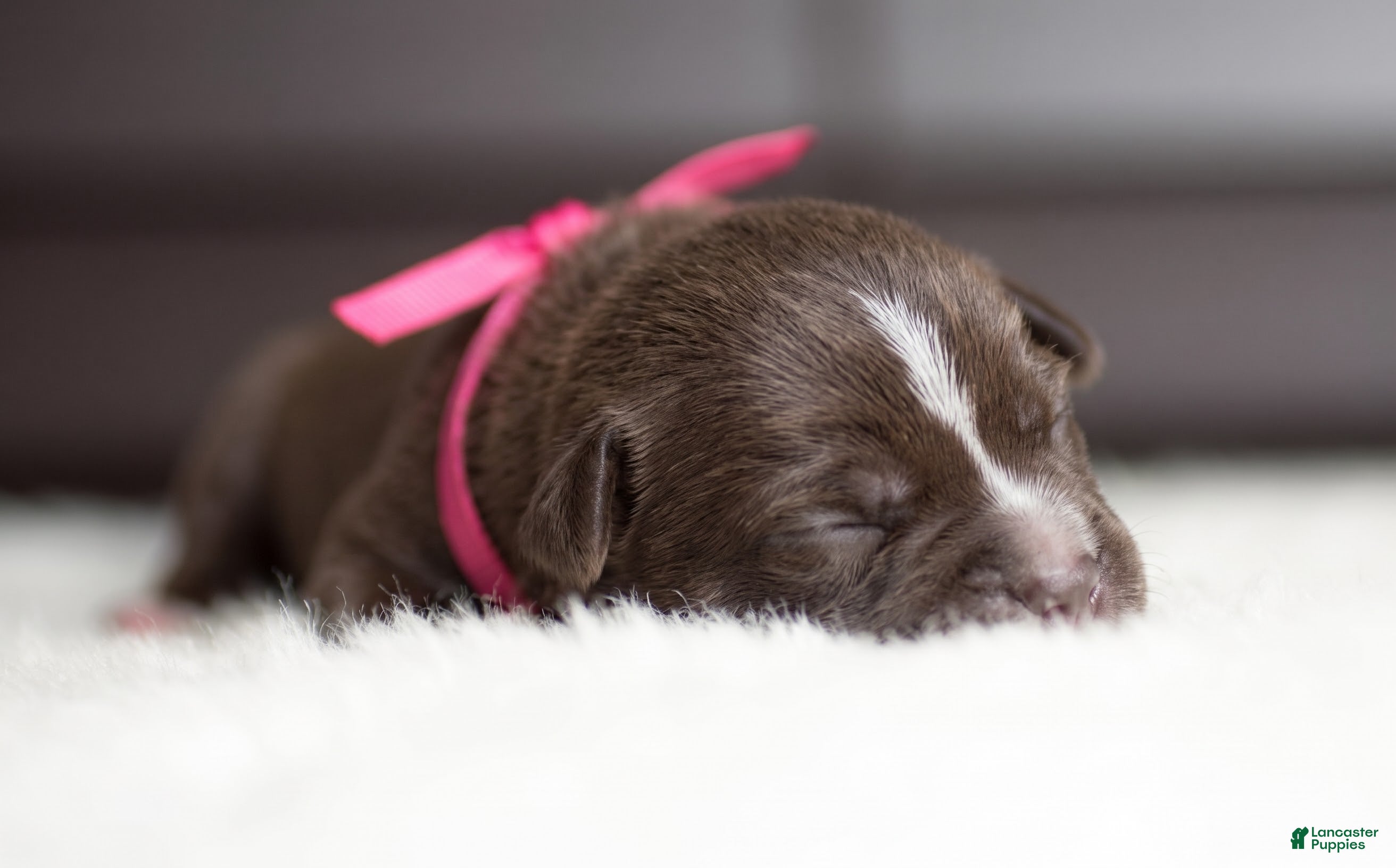 Cane Corso dogs Candy Coated Milky Way: North American Mastiff  - Ad 2