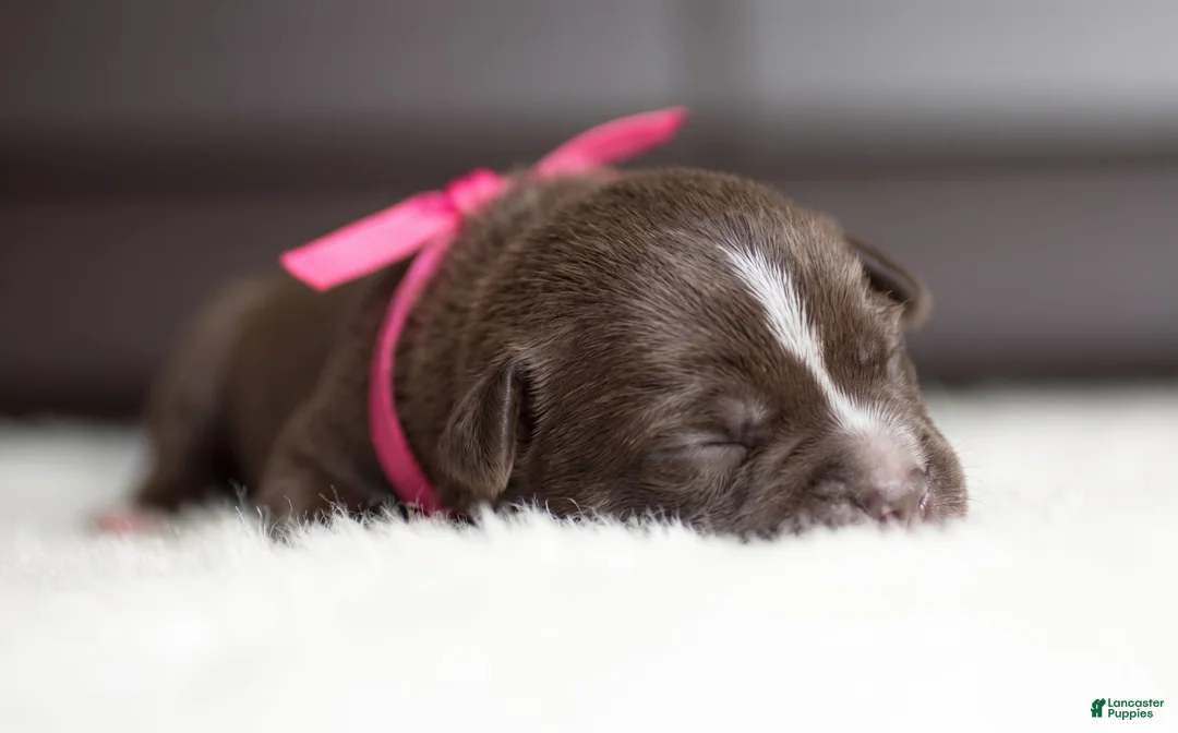 Cane Corso dogs for sale: Candy Coated Milky Way: North American Mastiff  - Ad 2
