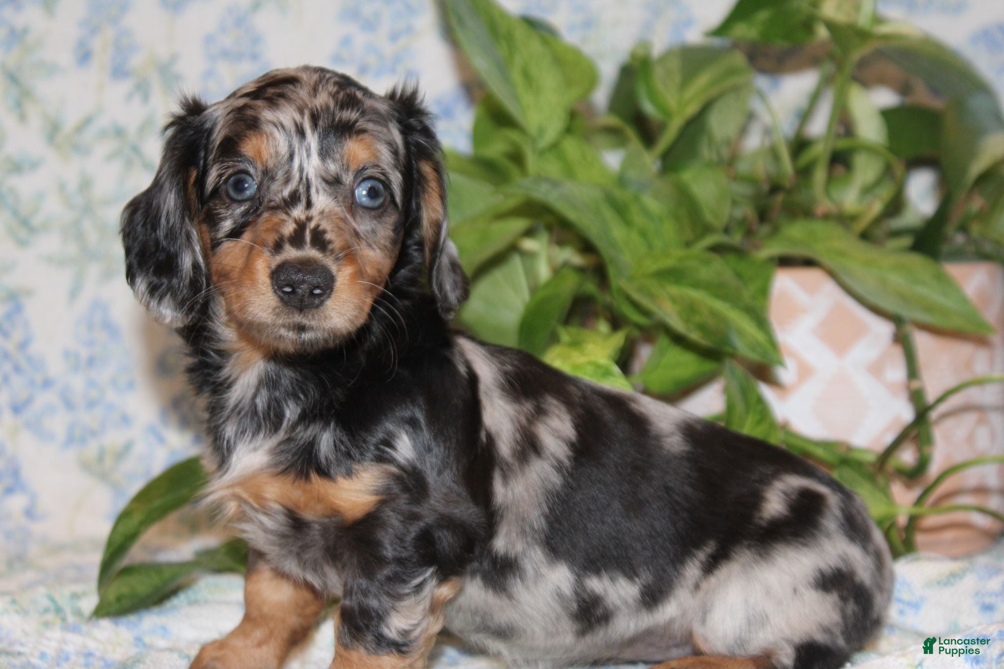 Dachshund dogs PETUNIA - Ad 2