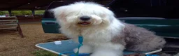 Old English Sheepdog dogs for sale: Old English Sheepdog 1 BLUE EYES  - Ad 7