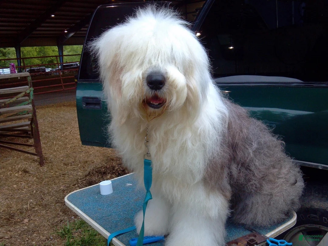 Old English Sheepdog dogs for sale: Old English Sheepdog 1 BLUE EYES  - Ad 7