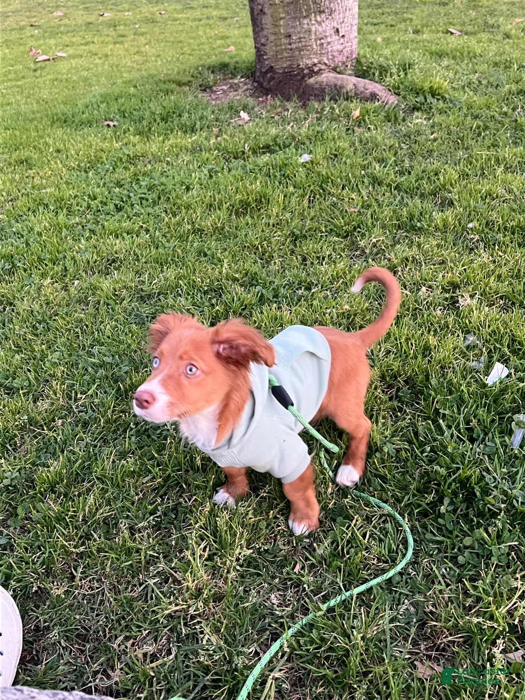 Mixed Breed dogs for sale: Mason - Ad 5