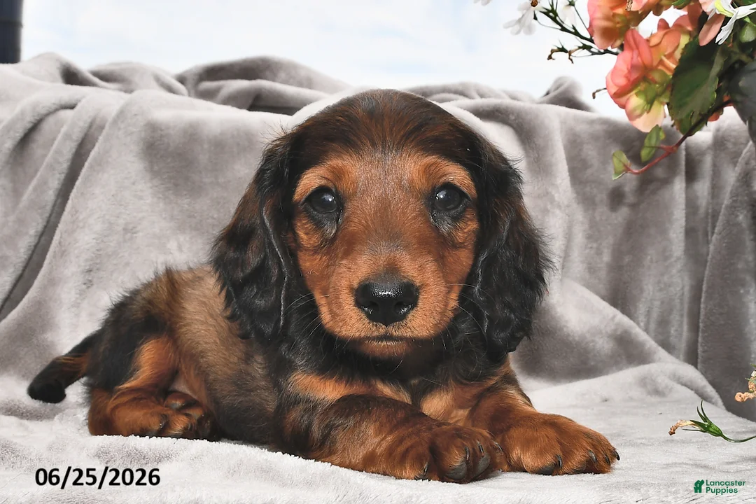 Miniature Dachshund dogs for sale: Archie - Ad 1