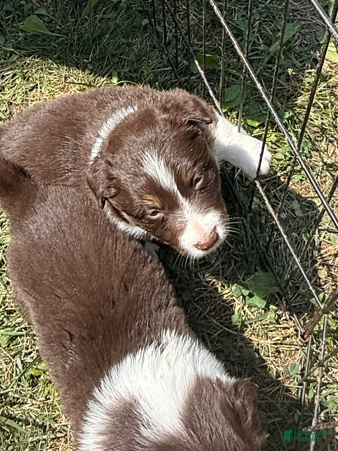 Border Collie dogs Kwynnie - Ad 2