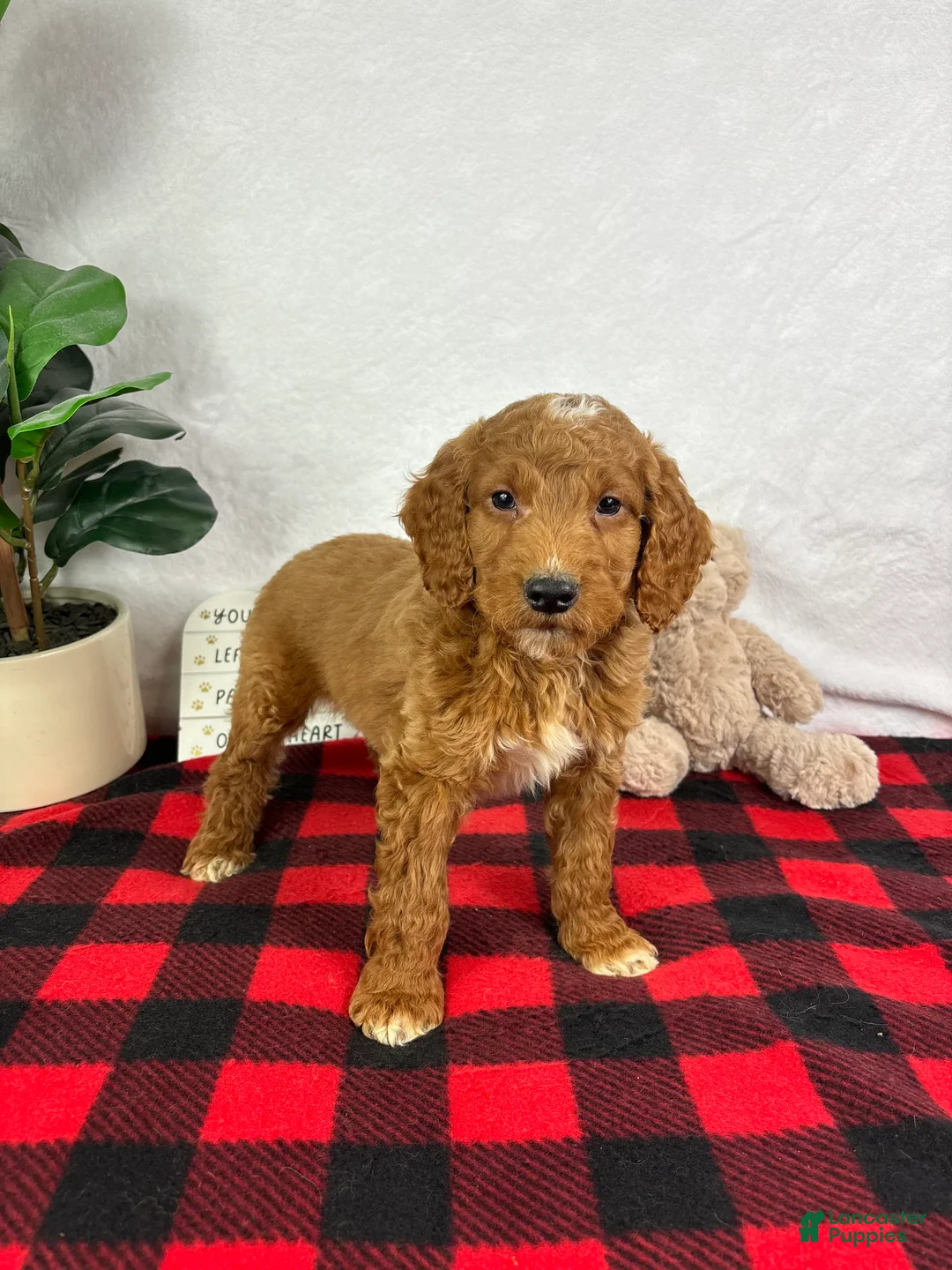 Mini Goldendoodle dogs for sale: Gage - Ad 5