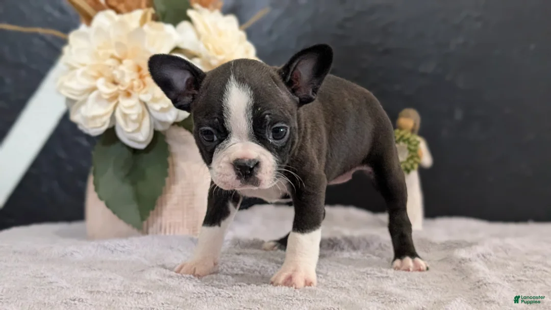 Boston Terrier dogs for sale: Macy - Ad 2
