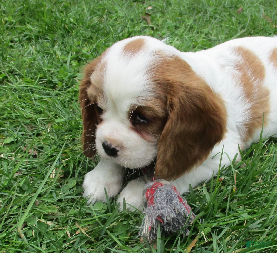 Cavalier King Charles Spaniel dogs for sale: Bella - Ad 1