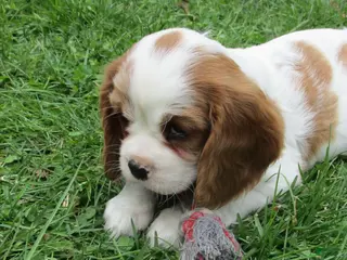 Cavalier King Charles Spaniel dogs for sale: Bella - Ad 3
