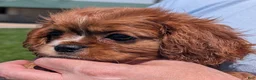 Cavalier King Charles Spaniel dogs for sale: Ruby - Ad 11