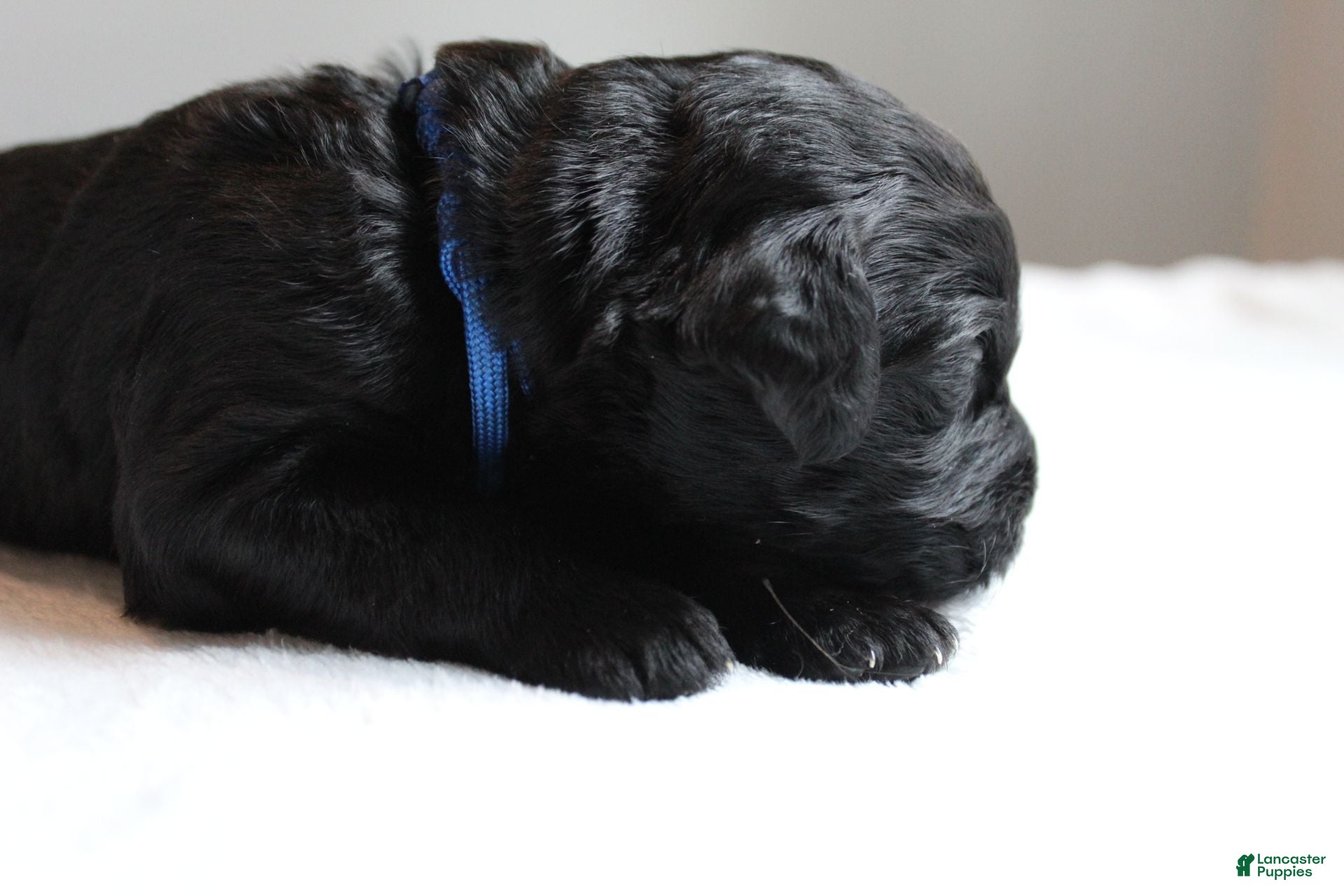 Mixed Breed dogs Oreo - Ad 20
