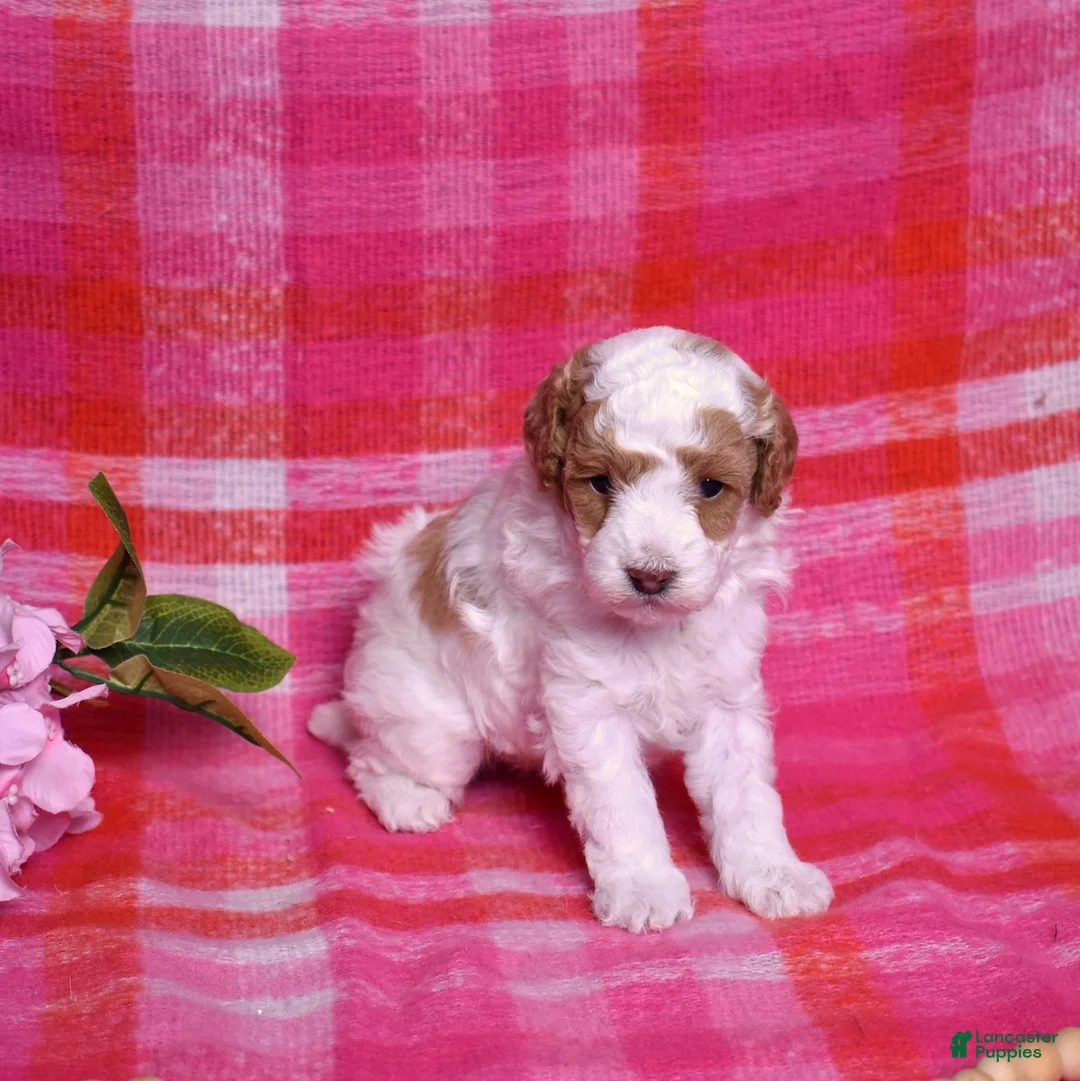 Miniature Poodle dogs for sale: Chip - Ad 1