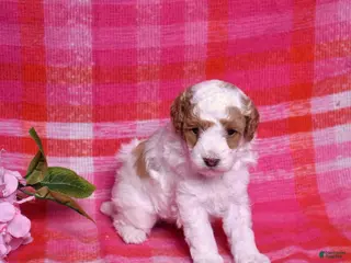 Miniature Poodle dogs Chip - Ad 3