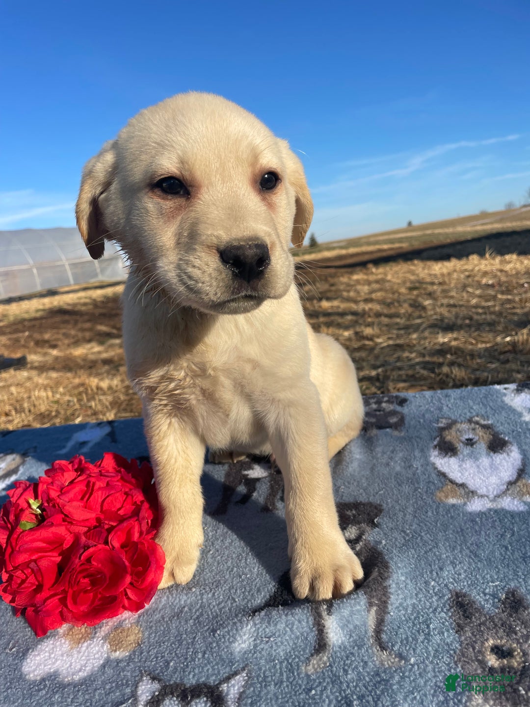 Labrador Retriever dogs for sale: Ivory - Ad 4