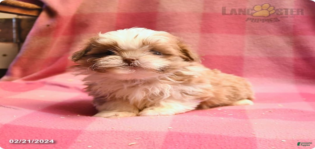 Gallery Image {{count}}